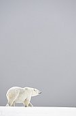 Polar bear walking in the snow - Barter Island Alaska