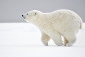 Polar bear running in the snow - Barter Island Alaska