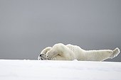 Polar bear lying on his back - Barter Island Alaska