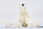Polar bear nursing cubs in the snow - Barter Island Alaska