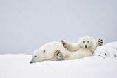 Polar bear and cub in the snow - Barter Island Alaska