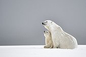 Polar bear and cub in the snow - Barter Island Alaska