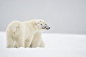 Polar bear cubs in the snow - Barter Island Alaska