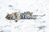 Siberian tiger rolling into in the snow