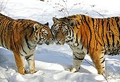 Siberian tigers in the snow