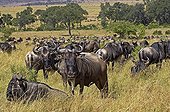 Wildebeests resting during their migration - Masai Mara NR