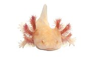 Axolotl 'gold' on white background