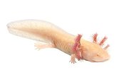 Axolotl 'gold' on white background