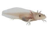 Axolotl 'leucistic' on white background