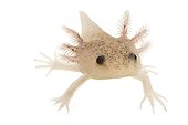 Axolotl 'leucistic' on white background