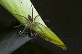 Six-spotted fishing spider in Florida - USA