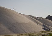 Sandhill Cranes on a sand pile in a career - Florida - USA