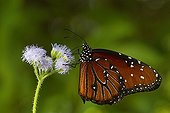 Queen butterfly on a flower - Florida - USA