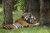 Bengal tigers grooming themselves