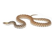 Bull Snake  on white background