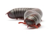 Millipede on white background