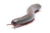 Millipede on white background