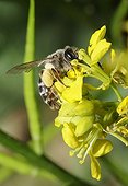 Yellow-legged Mining-bee on Mustard flower - Northern Vosges