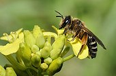 Yellow-legged Mining-bee on Mustard flower - Northern Vosges
