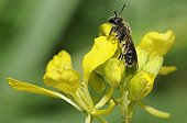 Solitary Bee on Mustard flower - Northern Vosges France