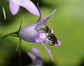 Mason Bee on Bellflower - Northern Vosges France