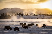 American bisons near hot springs in winter - Yellowstone USA