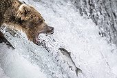 Grizzly catching Salmon in a waterfall - Katmai Alaska USA