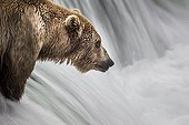 Grizzly fishing Salmons in a waterfall - Katmai Alaska USA