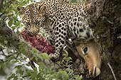 Leopard and its prey in a tree - Sabi Sand South Africa 