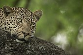 Portrait of Leopard - Sabi Sand South Africa 