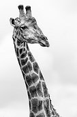 Portrait of Giraffe - Kruger South Africa