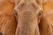 Portrait of African Elephant covered in mud - East Tsavo