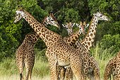 Males Masai giraffes fighting - Masai Mara Kenya