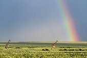 Masai giraffes and rainbow - Masai Mara Kenya