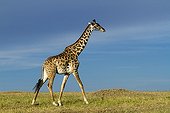 Masai Giraffe walking in savannah - Masai Mara Kenya