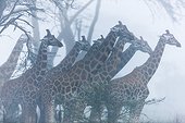 Rothschild giraffes in the mist - Nakuru Kenya 