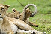 Lioness and cubs playing in savanna - Masai Mara Kenya