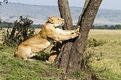 Lioness making his claws on a tree trunk - Masai Mara Kenya