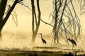 Grey Heron and Yellow-billed Stork - Lake Nakuru Kenya