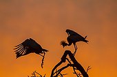 Crowned Cranes on branch at sunrise - Masai Mara Kenya 