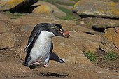Rockhopper penguin carrying mud to build its nest - Falkland