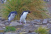 Rockhopper penguin and chick on rocks - Falkland Islands ; chick running after one of its parents to get food