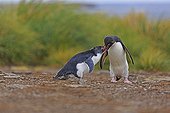 Rockhopper Penguin feeding her chick - Falklands Islands