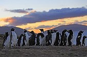 Rockhopper penguins resting after fishing - Falkland Islands 