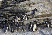 Rockhopper penguins climbing a cliff - Falkland Islands ; with the help of its claws and beak 