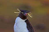 Portrait of Rockhopper Penguin - Falkland Islands