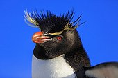 Portrait of Rockhopper Penguin - Falkland Islands