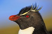 Portrait of Rockhopper Penguin - Falkland Islands