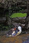 Rockhopper Penguin showering under a cliff - Falklands