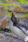 Rockhopper Penguin showering under a cliff - Falklands